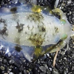 太刀魚連日釣果！エギングではアオリイカも